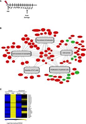 Tissue Damage in Radiation-Induced Oral Mucositis Is Mitigated by IL-17 Receptor Signaling